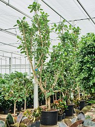 Lush Banyan Fig Ficus benghalensis (400-450) Tall Indoor House Plants Trees