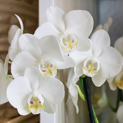 Orchid Feed for Plant Care Fertiliser by Plantsmith
