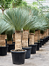 Photogenic Beaked Blue Yucca rostrata (150-180) Indoor House Plants