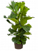 Lush Fiddle Leaf Fig Ficus lyrata Indoor House Plants