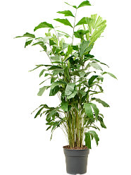 Lush Fishtail Palm Caryota mitis Indoor House Plants