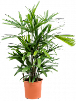 Tropical Lady Palm Rhapis excelsa Indoor House Plants (90-110) W35 H(8...