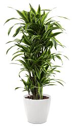 Dracaena Fragrans Lemon Lime in LECHUZA CLASSICO LS Self-watering Planter, Total Height 140 cm