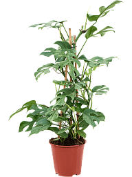 Shade-loving Swiss Cheese Plant Monstera minima' Indoor House Plants