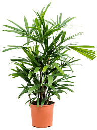 Tropical Lady Palm Rhapis excelsa Indoor House Plants
