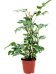 Shade-loving Swiss Cheese Plant Monstera minima' Indoor House Plants