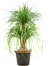 Beaucarnea recurvata 'Nolina'