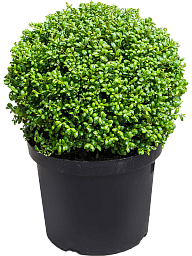 Cute Japanese Holly Ilex crenata 'Convexa'
