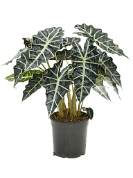 Lush Elephant Ear Alocasia amazonica 'Darf' Indoor House Plants