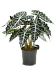Lush Elephant Ear Alocasia amazonica 'Darf' Indoor House Plants