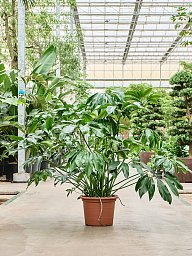 Lush Heart-Leaf Philodendron 'Green Wonder' Indoor House Plants