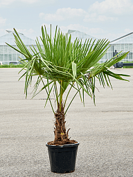 Windmill Palm Tree Trachycarpus fortunei (300-350)
