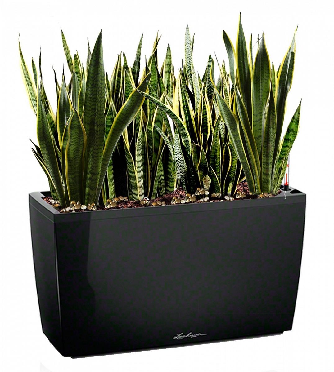 Sansevieria Green Wall in LECHUZA CARARO Self-watering Planter, Total Height 80 cm