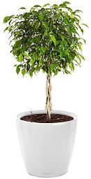 Ficus Benjamina Exotica in LECHUZA CLASSICO LS Self-watering Planter, Total Height 70 cm