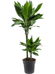 Easy-Care Corn Plant Dracaena fragrans 'Janet Lind' Tall Indoor House Plants Trees