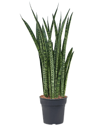 Easy-Care Snake Plant Sansevieria zeylanica 'Narrow' Indoor House Plants