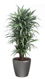 Dracaena Fragrans Warneckii in LECHUZA CLASSICO LS Self-watering Planter, Total Height 160 cm