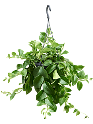 Cheerful Lipstick Plant Aeschynanthus 'Mona Lisa' Indoor House Plants