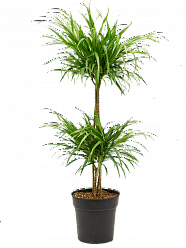 Graceful Pleomele (Dracaena) 'Anita' Tall Indoor House Plants Trees