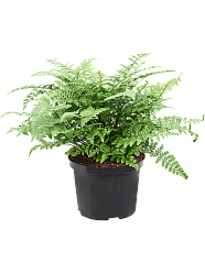 Delicate Birds Nest Fern Asplenium dimorphum 'Parvati' Indoor House Plants