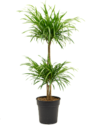 Graceful Pleomele (Dracaena) 'Anita' Tall Indoor House Plants Trees