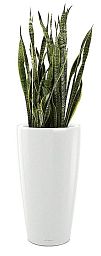 Sansevieria Zeylanica in LECHUZA RONDO Self-watering Planter, Total Height 120 cm