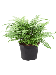 Delicate Birds Nest Fern Asplenium dimorphum 'Parvati' Indoor House Plants