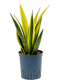 Striking Snake Plant Sansevieria trifasciata 'Gold Flame' Indoor House Plants