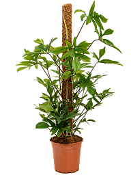 Lush Heart-Leaf Philodendron pedatum Indoor House Plants