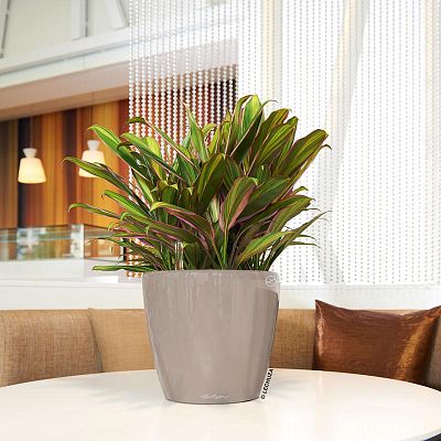 Cordyline in LECHUZA CLASSICO LS Self-watering Planter, Total Height 80 cm