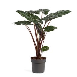 Easy-Care Elephant Ear Alocasia sarawakensis 'Yucatan Princess' Indoor House Plants