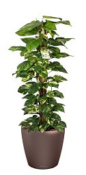 Easy-Care Fern Epipremnum aureum Golden Pothos in LECHUZA CLASSICO LS Self-watering Planter, Total Height 160 cm Indoor House Plants