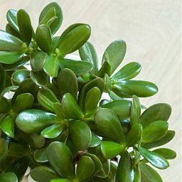 House Plant Care Mist Eco Refill Bottle Fertiliser by Plantsmith