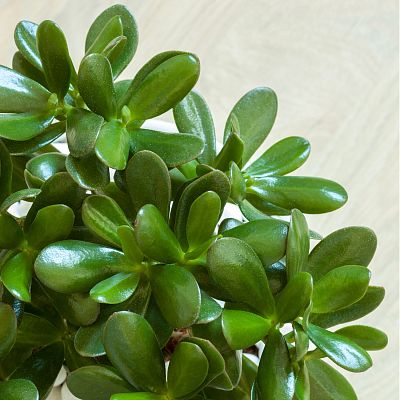 House Plant Care Pest Control Spray by Plantsmith