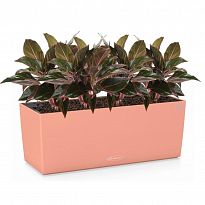 Potted House Plant Aglaonema Crete in LECHUZA BALCONERA Color Coral Re...
