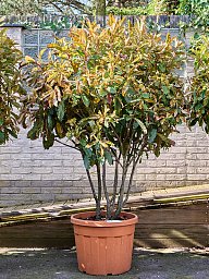Photinia serratifolia 'Crunchy' (180-220)