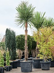 Photogenic Ti Plant Cordyline indivisa Tall Indoor House Plants Trees