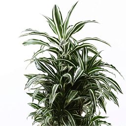 Dracaena Fragrans Warneckii in LECHUZA CLASSICO Color 43 Self-watering Planter, Total Height 170 cm