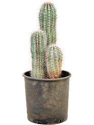 Easy-Care Mexican Giant Cactus Pachycereus pringlei Indoor House Plants