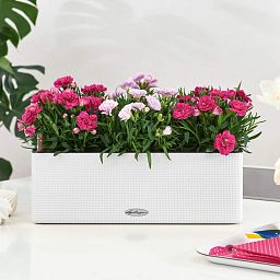 LECHUZA CUBE Color Triple Trough Poly Resin Self-watering Planter