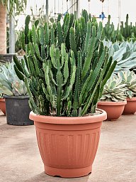 Showy African Milk Tree Euphorbia triangularis Indoor House Plants