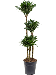 Easy-Care Corn Plant Dracaena fragrans 'Compacta' Indoor House Plants