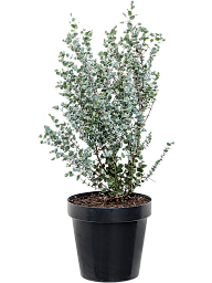 Delicate Cider Gum Eucalyptus gunnii 'Azura' Tall Indoor House Plants Trees