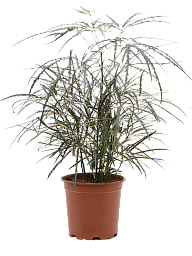 Lush False Aralia Dizygotheca elegantissima Indoor House Plants
