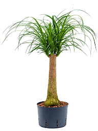 Tropical Ponytail Palm Beaucarnea recurvata Tall Indoor House Plants Trees