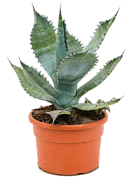 Showy Mescal Ceniza Agave colorata Indoor House Plants