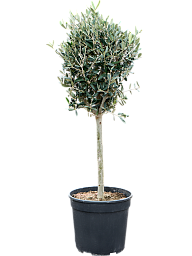 Showy Olive Olea europaea