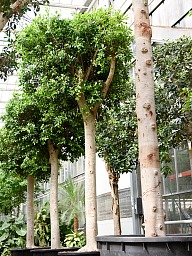 Lush Weeping Fig Ficus microcarpa ‘Nitida’ Tall Indoor House Plants Trees