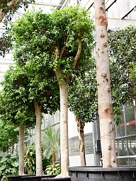 Lush Weeping Fig Ficus microcarpa ‘Nitida’ Tall Indoor House Plants Trees