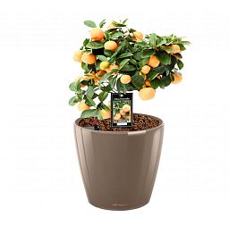 Tangerine Tree in LECHUZA CLASSICO LS Self-watering Planter, Total Height 50 cm